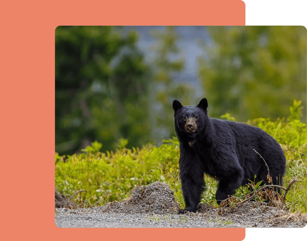 American Black Bear Gateway Park At Tahoe National Forest
